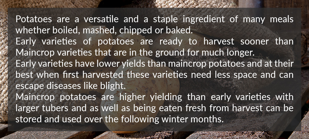 Seed Potatoes Seed Potatoes